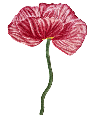 The Poppy Tapestry | Papavero